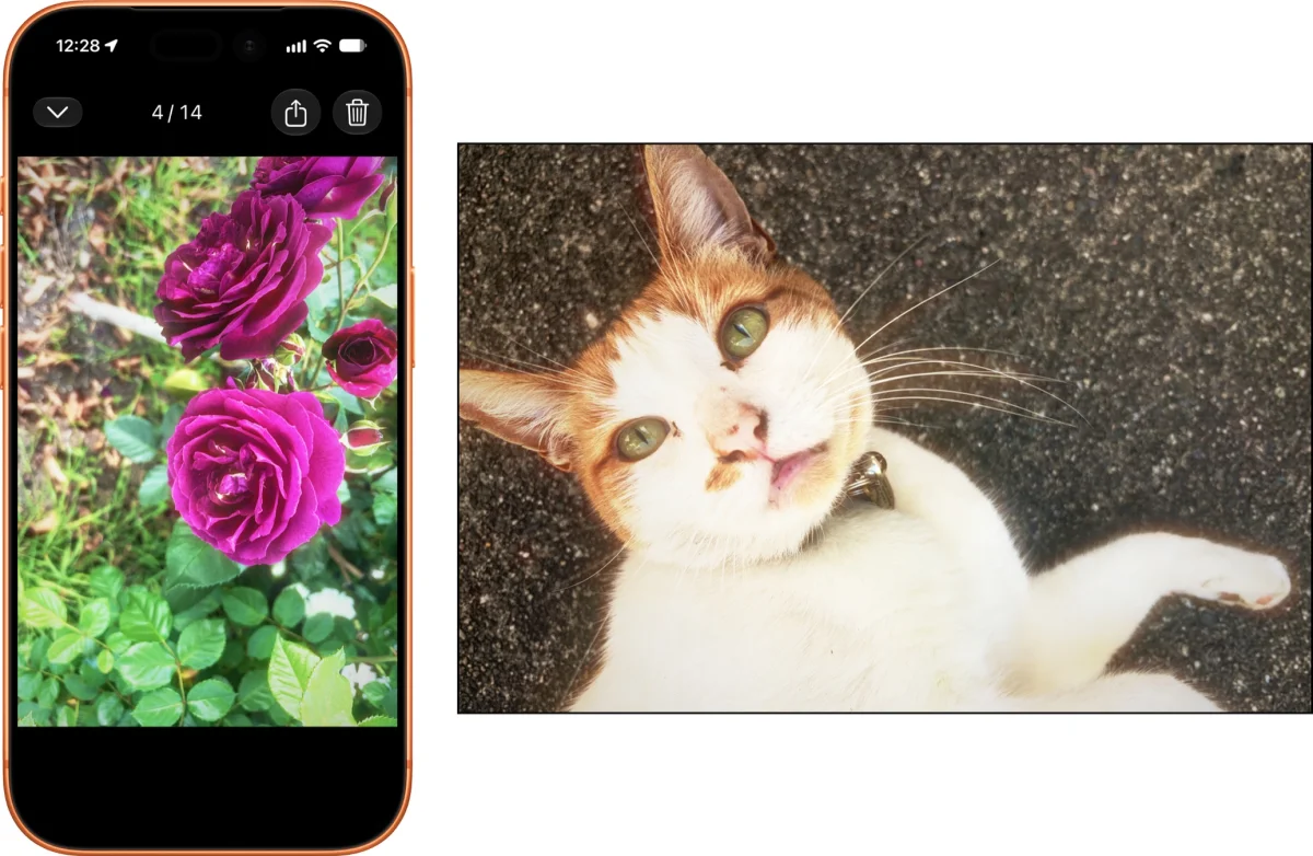 An orange iPhone shows a photo of vivid magenta roses among green leaves, item 4 of 14. Beside it, a photo of a white and orange cat with green eyes lying on gravelly pavement, gazing up at the camera.